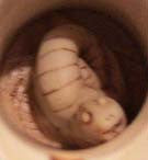 Bon Appetit - Harmony Kingdom - Jules Enchanting Gifts