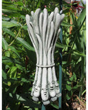 Italian Scallions - Carruth Studio