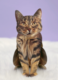 Brown Tabby Pop-up Pets Greeting Card