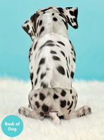 Dalmation Pop-up Pets Greeting Card