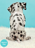 Dalmation Pop-up Pets Greeting Card
