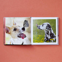 Cute Animals for Hard Times