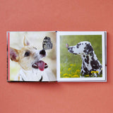 Cute Animals for Hard Times