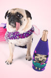 Pugalicious - Freaker USA