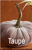 Velvet Pumpkins