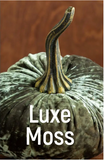 Velvet Pumpkins
