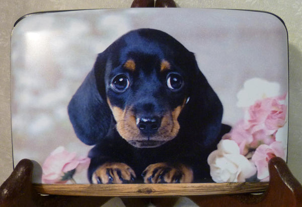 Wallet - Dachshund Puppy